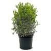 American Plant Exchange Holly Needlepoint, 7 Gallon Pot, 3-4ft Tall,
