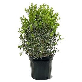 American Plant Exchange Holly Needlepoint, 7 Gallon Pot, 3-4ft Tall, Dark Green Foliage, Evergreen Shrub, Large Outdoor Landscape Live Plant