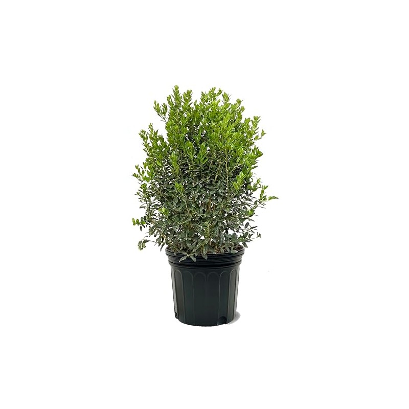 American Plant Exchange Holly Needlepoint, 7 Gallon Pot, 3-4ft Tall,