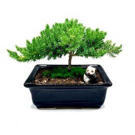 Live Dwarf Juniper Bonsai Tree | Indoor/Outdoor | 100% Handcrafted| Home and Office Décor | Best Gift for Holiday (sm)