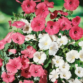 Outsidepride Rose Mallow Mix - 1000 Seeds