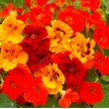 50 Pcs Nasturtium (Tropaeolum Nanum) Flower Seeds for Home Garden