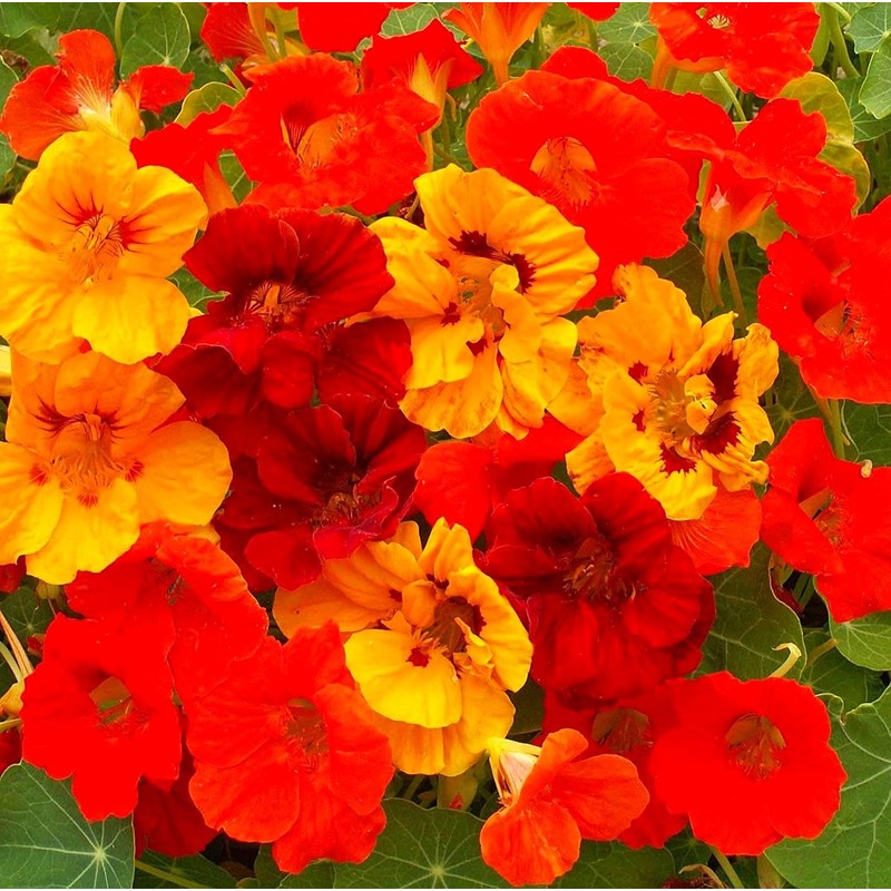 50 Pcs Nasturtium (Tropaeolum Nanum) Flower Seeds for Home Garden