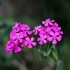 Eden Brothers Catchfly Seeds