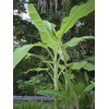 hope's garden ICE CREAM (BLUE JAVA)Live Musa Banana Tree-WELL ROOTED