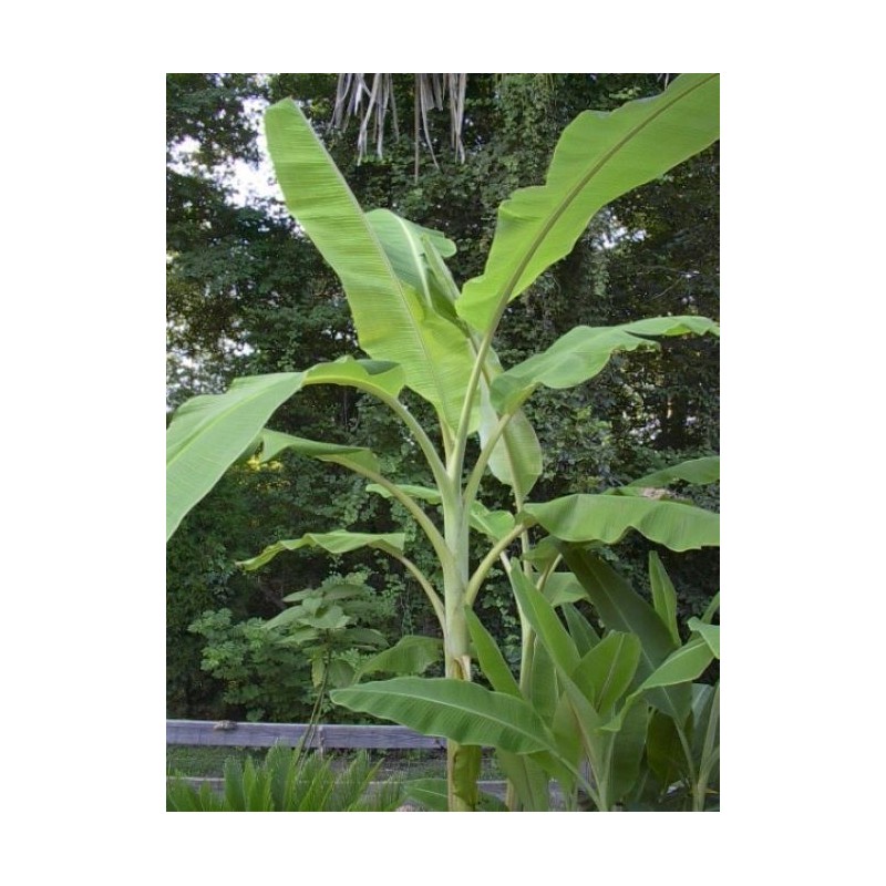 hope's garden ICE CREAM (BLUE JAVA)Live Musa Banana Tree-WELL ROOTED