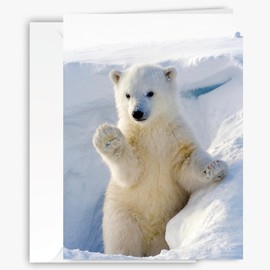 Polar Bear Greeting Card, Large 5x7 inch Blank Inside - Unique All Occasion Greeting Card for Nature & Animal Lovers - Winter Animal card for Birthdays, Holidays, Thinking of You, New Baby