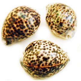 Florida Shells and Gifts Inc. Set of 3 Select Large Tiger Cowrie (Cypraea Tigris) Shell 3"+ (76-88 mm) Beach Arts & Crafts
