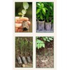 Leap Raupe Seedling Pot, Seedling Pot, Non-woven Pot, Non-woven Planter,