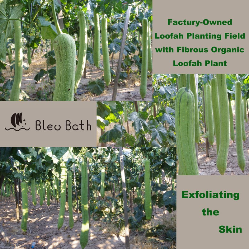 Bleu Bath (6 Pack) Dual-Sided Exfoliating Skin Towel Natural Terry