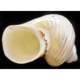 One Polished Silver Turbo Shell (2" / 1" opening) Medium Hermit Crab Aquarium