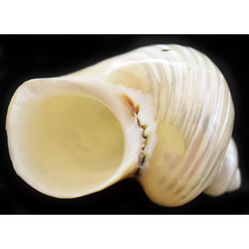 One Polished Silver Turbo Shell (2" / 1" opening) Medium