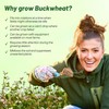 Outsidepride Buckwheat Seeds - 20lbs Annual, Fast-Growing, Easy to Grow