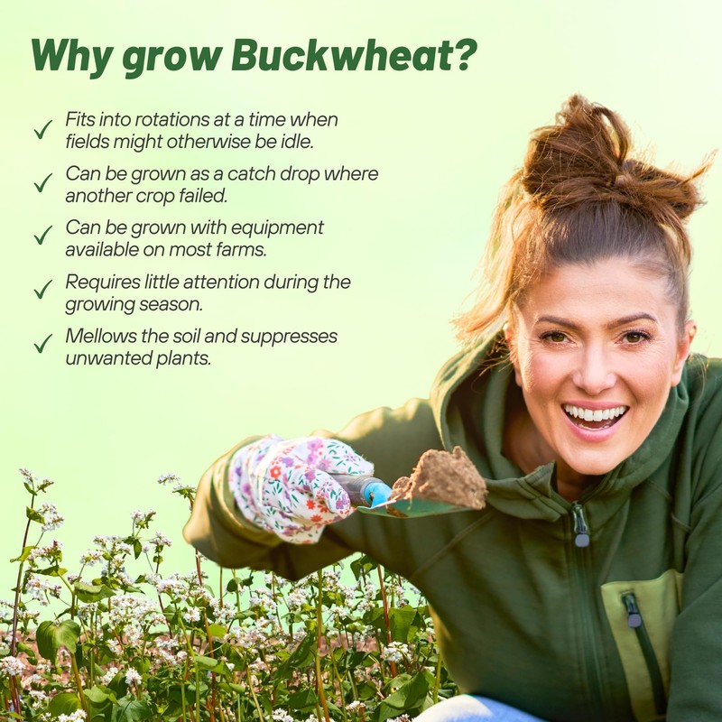 Outsidepride Buckwheat Seeds - 20lbs Annual, Fast-Growing, Easy to Grow