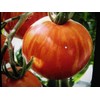 Seeds4planting - Seeds Beefsteak Tomato Giant Tigerella Rainbow Heirloom Vegetable