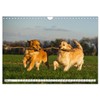 Das Glück hat einen Namen - Golden Retriever (Wandkalender 2025