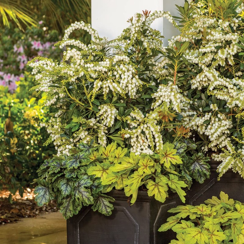 Mountain Snow Pieris (2 Gallon) Blooming Evergreen Shrub with White