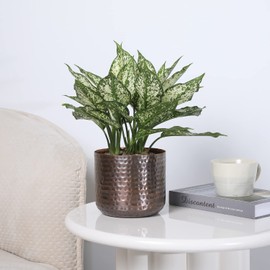 MyGift 6 Inch Vintage Copper Tone Metal Vase, Flower Pot with Hammered Texture, Cylindrical Indoor Succulent Plant Container - Handcrafted in India