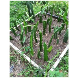 California Sky Spectrum 18" Dragon Fruit Cactus Plant W/Pot Hylocereus Undatus Pitaya SELF Pollinating
