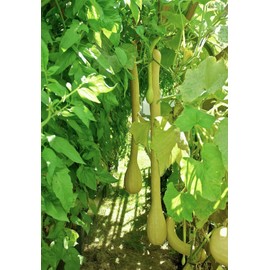 TomorrowSeeds - Tromboncino Squash Seeds - 30+ Count - for 2025 Planting Italian Zuchetta Rampicante Trombetta Tromboncino Zucchini Cucuzza Snake Bottle Gourd Vegetable Grow Your Own Home Farm Patio