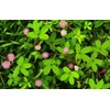 TomorrowSeeds - Sensitive Plant (Shameplant) Seeds - 300+ Count -