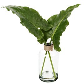 Faux Greenery Stems in Glass Vase with Faux Water, 14.2" Silk Alocasia Realistic Fake Plants Artificial Tropical Leaves for Home Office Farmhouse Wedding Centerpiece Décor