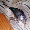wLure Square bill Crankbait Fishing WLure 2 3/4" .40 oz