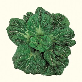 Mustard Seeds - Miike Giant - 1 Oz ~18400 Seeds - Non-GMO, Heirloom - Asian Garden Vegetable, Microgreens & Herb Gardening