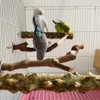 ZONADAH Bird Branches Perch Set 5 Pcs Parrot Perches Bird