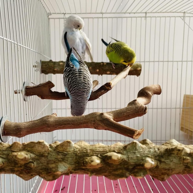ZONADAH Bird Branches Perch Set 5 Pcs Parrot Perches Bird