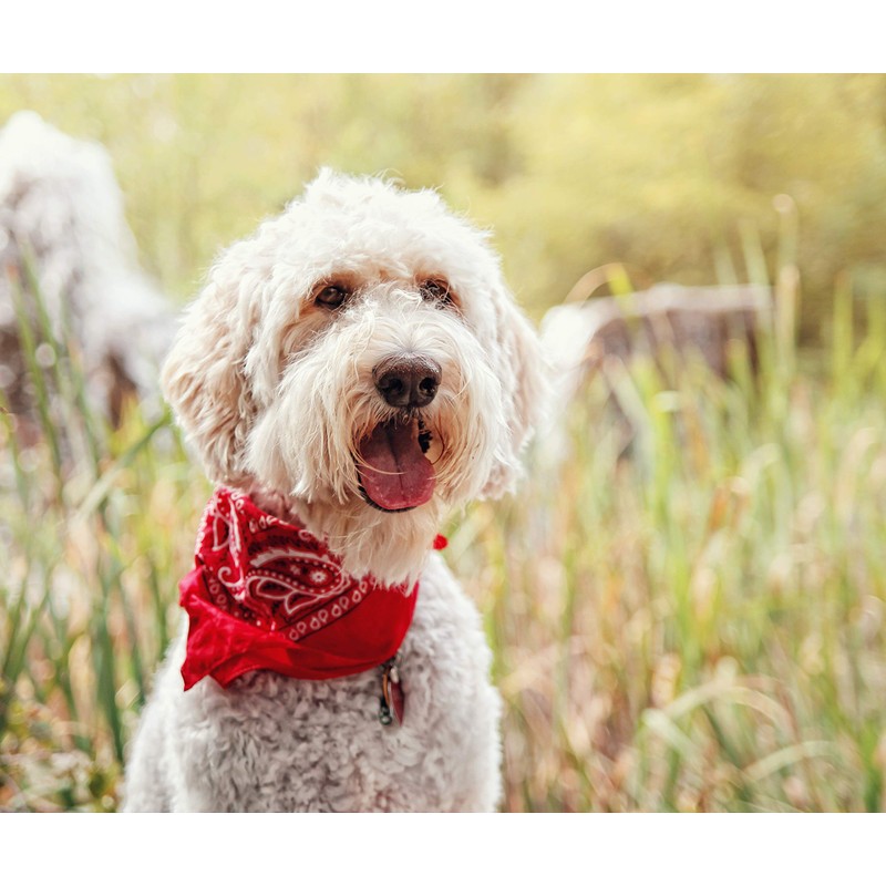 4 Pcs Plain Cotton Pets Dogs Bandana Triangle Shape -