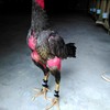 Arilaca Gamefowl Rooster Supplies, Chickens Supplies Poultry Care Supplies Blue