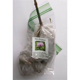 Wild Bergamot - Monarda fistulosa - Live Root Ball (Organically Grown)