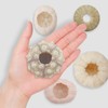 5 Pack Mini Sea Urchin Shell Hanging Pot-Air Plant Holder