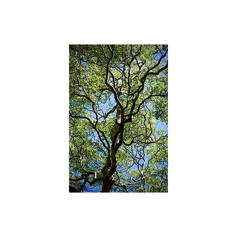 CZ Grain 5 Willow Trees 2 Weeping Willow 2 Austree