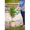 Miracle-Gro Shake 'N Feed Palm Plant Food, 4.5 lb., Feeds
