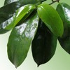 Zokiva Nutritionals Graviola Tea 100 Bags Soursop - Organic Annona