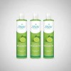Shampoo Bergamota Original Caida Cabello 530 Ml Shelo Nabel.