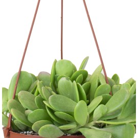 Shop Succulents Collection | Trailing Jade Unique Cascading, Hand Selected Fully Rooted Live Indoor Succulent Plant in a 6" Grow Pot, Single