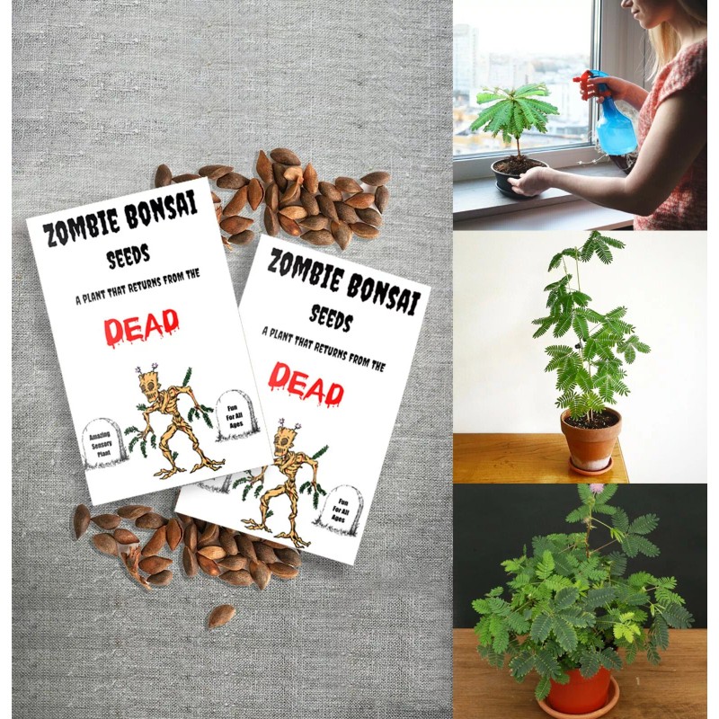 CZ Grain Zombie Bonsai Seeds Packets (2 Pack) - Amazing