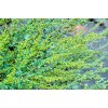 CZ Grain 100 Absinthe Plant Seeds for Planting Common Wormwood