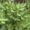 Outsidepride Lovage Herb Plant Seeds - 1000 Seeds