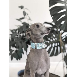 SightHound Gang Satin Lined Martingale Collar 1.2" Wide for IG Italian Greyhound Whippet Puppy Collar Other Breeds with Similar Neck (Turquoise M 8.5"-11.5")