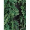 Luxury Pine Green Feather Boa – 80g -180cm