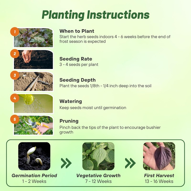 Outsidepride 2000 Seeds Annual Perilla Frutescens Beefsteak Plant Herb Garden