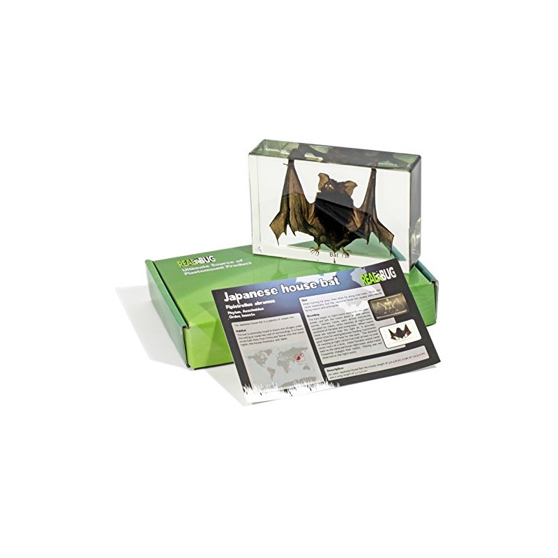 REAL BUG Bat Specimen, T420
