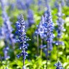 Outsidepride Hyssop - 2000 Seeds
