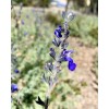 Home-Growth Germander sage, Blue Sage, Salvia Chamaedryoides