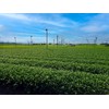 Miyahara-en Genmaicha Tea Bag, 14.1 oz (400 g) (0.2 oz