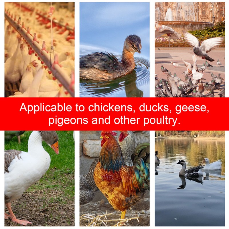 Automatic Chicken Waterer Hanging Water Cups for Quail Pigeon Duck